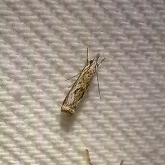 Microcrambus