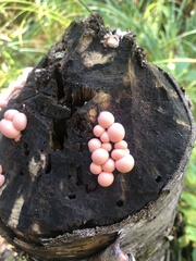 Lycogala epidendrum