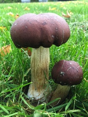 Stropharia rugosoannulata