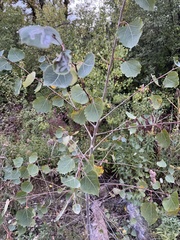 Populus grandidentata
