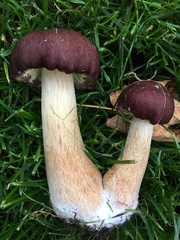 Stropharia rugosoannulata