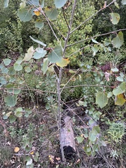 Populus grandidentata