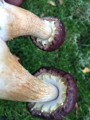 Stropharia rugosoannulata