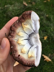 Stropharia rugosoannulata