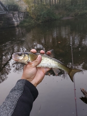 Semotilus corporalis