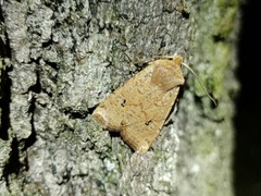 Conistra erythrocephala