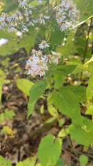 Symphyotrichum cordifolium