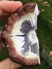 Stropharia rugosoannulata