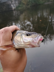 Semotilus corporalis