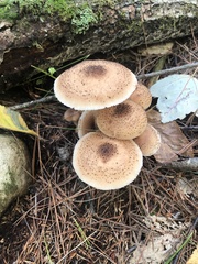 Armillaria ostoyae