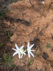 Leucocoryne ixioides