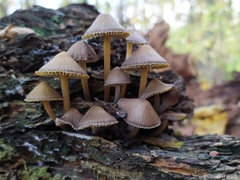 Mycena galericulata