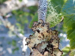 Lobarina scrobiculata