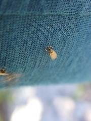 Simuliidae