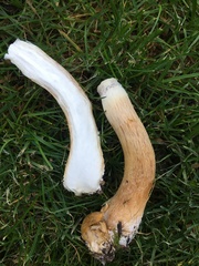 Stropharia rugosoannulata