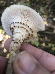 Armillaria ostoyae