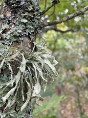 Ramalina fraxinea