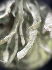 Ramalina fraxinea