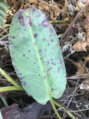 Anemopsis californica