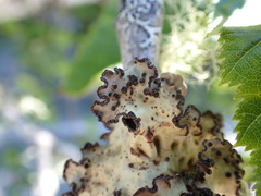 Lobarina scrobiculata