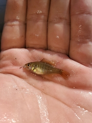 Lepomis auritus