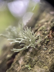 Ramalina