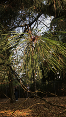 Pinus