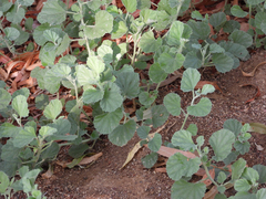 Malvella leprosa