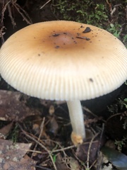 Amanita