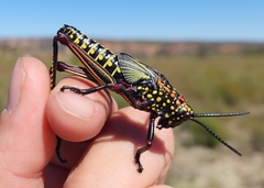 Phymateus morbillosus