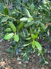 Ilex cornuta