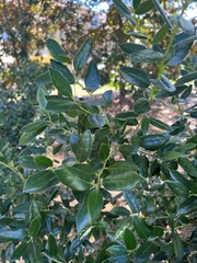 Ilex cornuta
