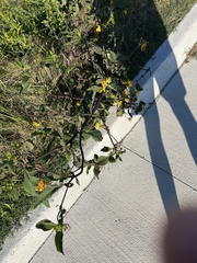 Helianthus tuberosus