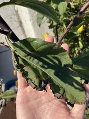 Helianthus tuberosus