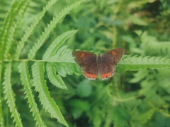 Heliophorus epicles