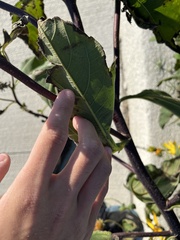 Helianthus tuberosus