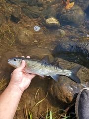 Semotilus corporalis