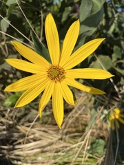Helianthus tuberosus
