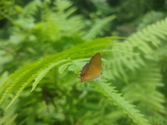Heliophorus epicles