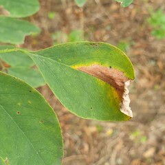 Macrosaccus robiniella