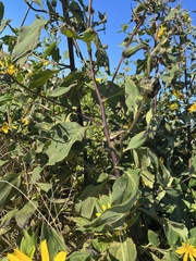 Helianthus tuberosus