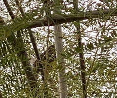 Pheucticus chrysogaster
