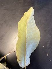 Castanea mollissima