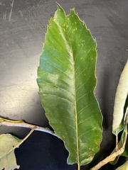 Castanea mollissima