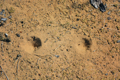 Myrmeleon formicarius