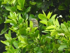 Campylorhynchus zonatus