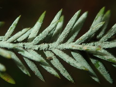 Fellhanera bouteillei