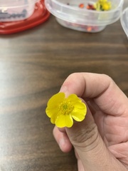 Ranunculus