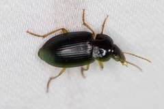 Notiobia terminata