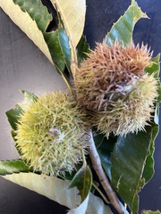 Castanea mollissima